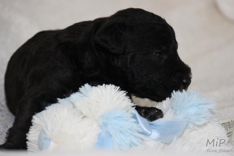 2011-05-15 Puppies Candy & Svet (13).jpg